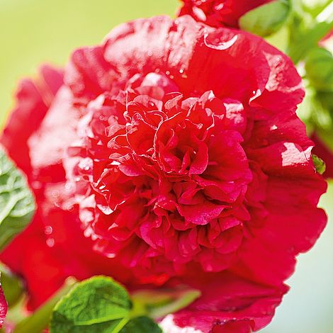 Hollyhock 'Chater's Scarlet'